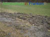 Bild zum Eintrag (1003562-177)