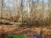 Bild zum Eintrag (1004132-177)