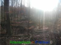 Bild zum Eintrag (1004133-177)