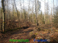 Bild zum Eintrag (1004151-177)