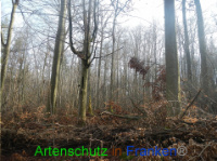 Bild zum Eintrag (1004155-177)