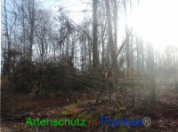 Bild zum Eintrag (1004184-177)