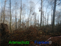 Bild zum Eintrag (1004188-177)