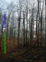 Bild zum Eintrag (1004546-177)