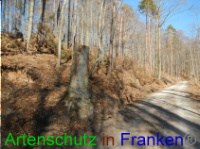 Bild zum Eintrag (1004658-177)