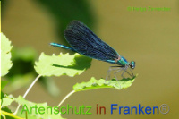 Bild zum Eintrag (1008156-177)