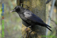 Bild zum Eintrag (1013930-177)