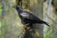 Bild zum Eintrag (1013931-177)