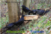 Bild zum Eintrag (1014532-177)