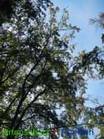 Bild zum Eintrag (1029644-177)