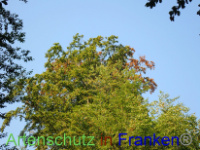 Bild zum Eintrag (1030340-177)