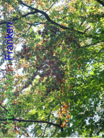 Bild zum Eintrag (1030388-177)