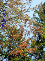 Bild zum Eintrag (1030401-177)