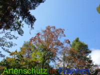 Bild zum Eintrag (1031090-177)