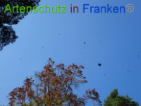 Bild zum Eintrag (1031091-177)