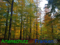 Bild zum Eintrag (1036229-177)