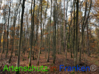 Bild zum Eintrag (1037226-177)