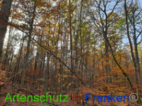 Bild zum Eintrag (1037229-177)