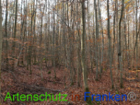 Bild zum Eintrag (1037233-177)