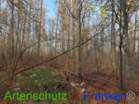 Bild zum Eintrag (1037236-177)