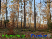 Bild zum Eintrag (1037240-177)