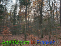 Bild zum Eintrag (1037241-177)