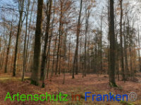 Bild zum Eintrag (1037250-177)