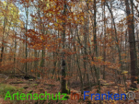 Bild zum Eintrag (1037253-177)