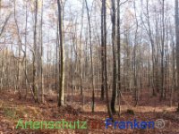 Bild zum Eintrag (1037644-177)