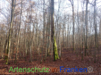 Bild zum Eintrag (1037649-177)