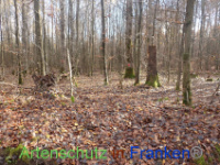 Bild zum Eintrag (1037650-177)