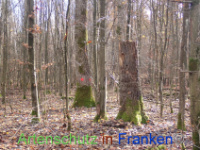 Bild zum Eintrag (1037652-177)