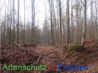 Bild zum Eintrag (1038279-177)