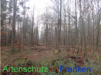 Bild zum Eintrag (1038285-177)