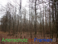 Bild zum Eintrag (1038395-177)