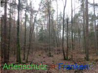 Bild zum Eintrag (1038396-177)