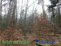 Bild zum Eintrag (1038399-177)