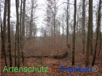 Bild zum Eintrag (1038401-177)