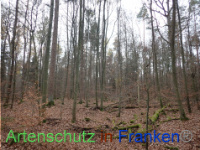 Bild zum Eintrag (1038405-177)