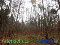 Bild zum Eintrag (1038413-177)