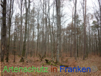 Bild zum Eintrag (1038424-177)