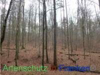 Bild zum Eintrag (1038428-177)