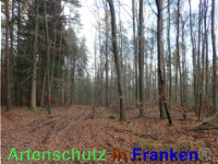 Bild zum Eintrag (1038827-177)