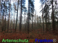 Bild zum Eintrag (1038828-177)