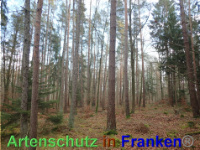 Bild zum Eintrag (1038829-177)