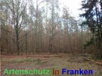 Bild zum Eintrag (1038843-177)