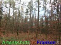 Bild zum Eintrag (1038845-177)