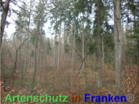 Bild zum Eintrag (1038852-177)