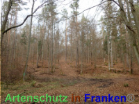 Bild zum Eintrag (1038854-177)