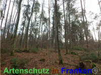 Bild zum Eintrag (1038856-177)